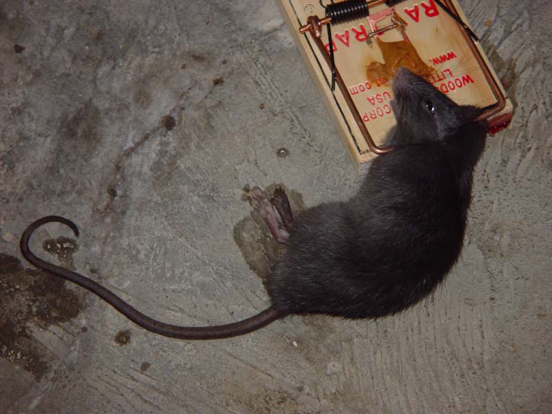 mo rat kill