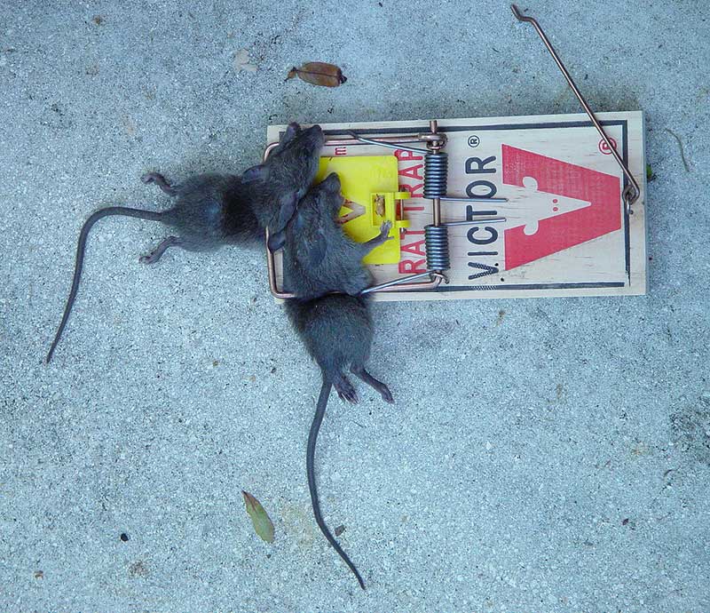 2-for-1-victor-rat-trap.jpg