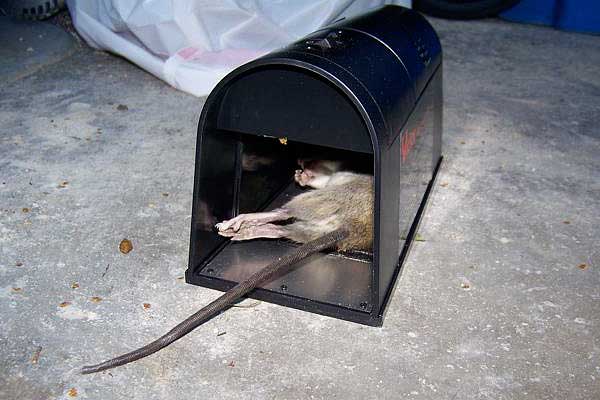 electric rat trap