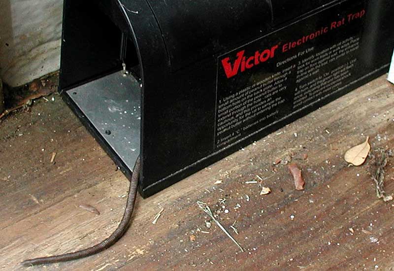 victor electronic rat trap tail