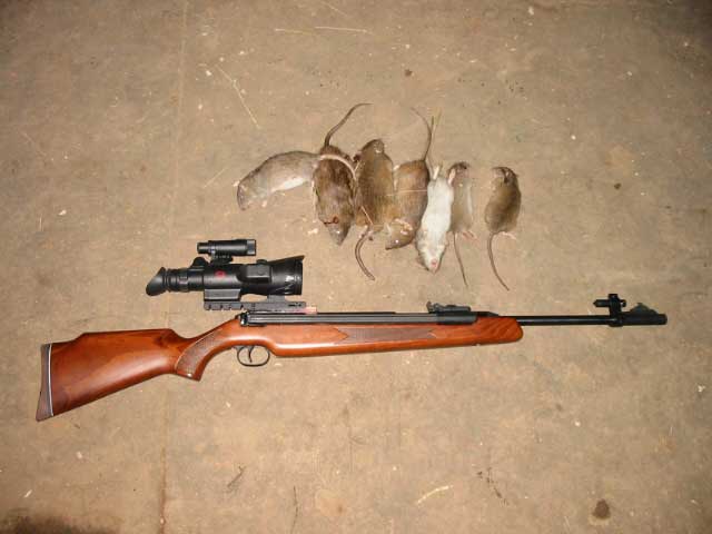 rats 22