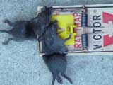 victor rat trap 2-for-