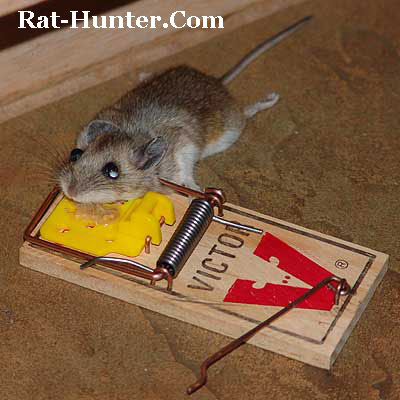 black hat rat trap