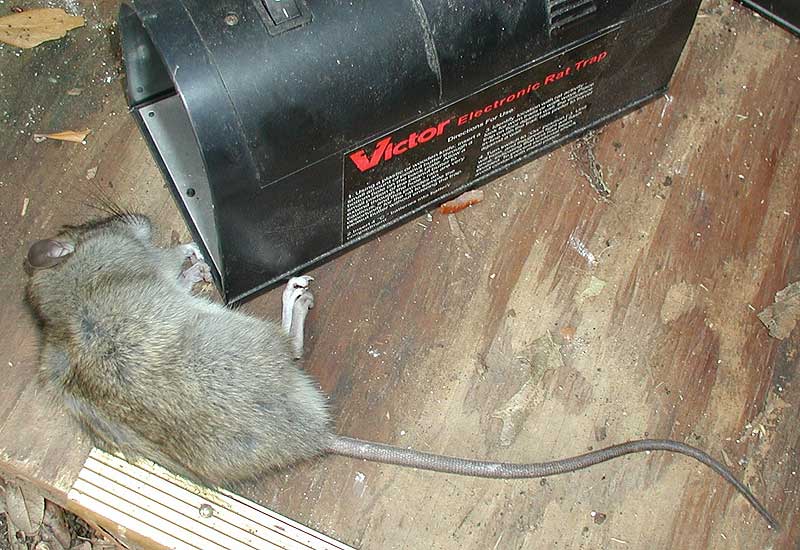 victor electronic rat trap